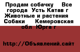 Продам собачку  - Все города, Усть-Катав г. Животные и растения » Собаки   . Кемеровская обл.,Юрга г.